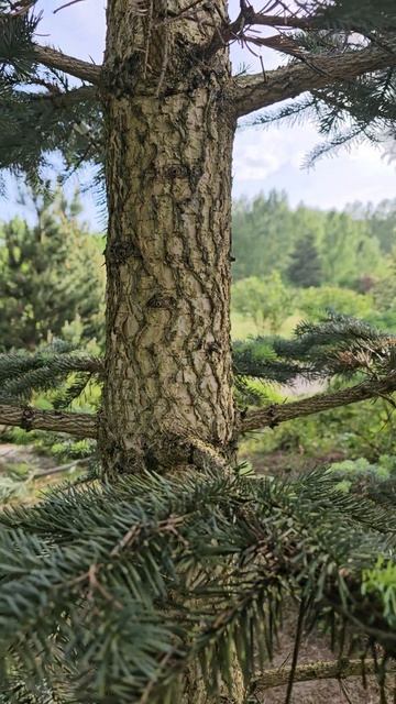 Abies lasiocarpa 'Argentea'