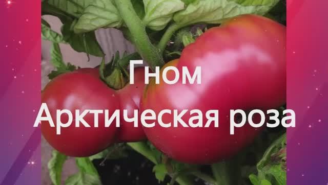 Гномы томатные.  СКИДКИ на СЕМЕНА!  г. Киров.  т. 89229284031