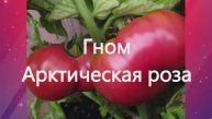 Гномы томатные. СКИДКИ на СЕМЕНА! г. Киров. т. 89229284031