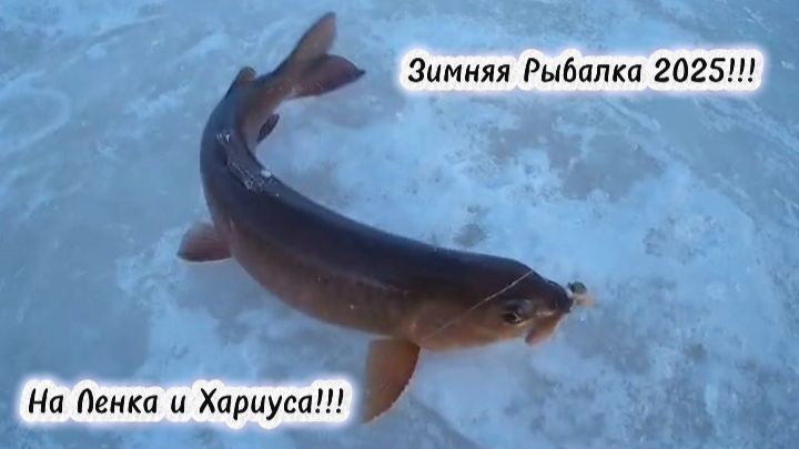 Зимняя Рыбалка Ноября 2025!!! На Ленка и Хариуса!!!
