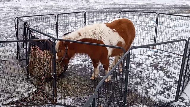 Давид на ярмарке