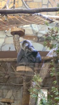 Макаки обнимаются в зоопарке))) | Macaques hug at the zoo)))
