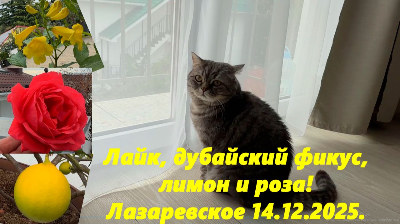 Снег в горах! Лайк, дубайский фикус, лимон и роза! Лазаревское 14.12.2025.