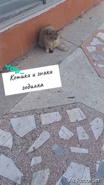 #котики #кошка #киса #домашниеживотные #кошки #пес #собакадругчеловека #собака #собаки #щенок #мимим