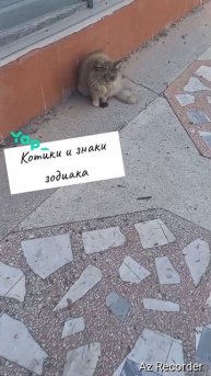 #котики #кошка #киса #домашниеживотные #кошки #пес #собакадругчеловека #собака #собаки #щенок #мимим