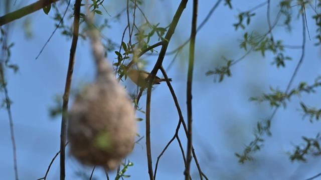 Маленький кудесник. Обыкновенный ремез.