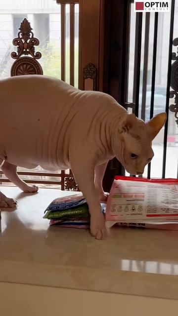 Настоящий КОТЯРА! ААААА! КОТ - БЕГЕМОТ!!! #кот #кошка #животные #юмор #смех #funny #comedy #top