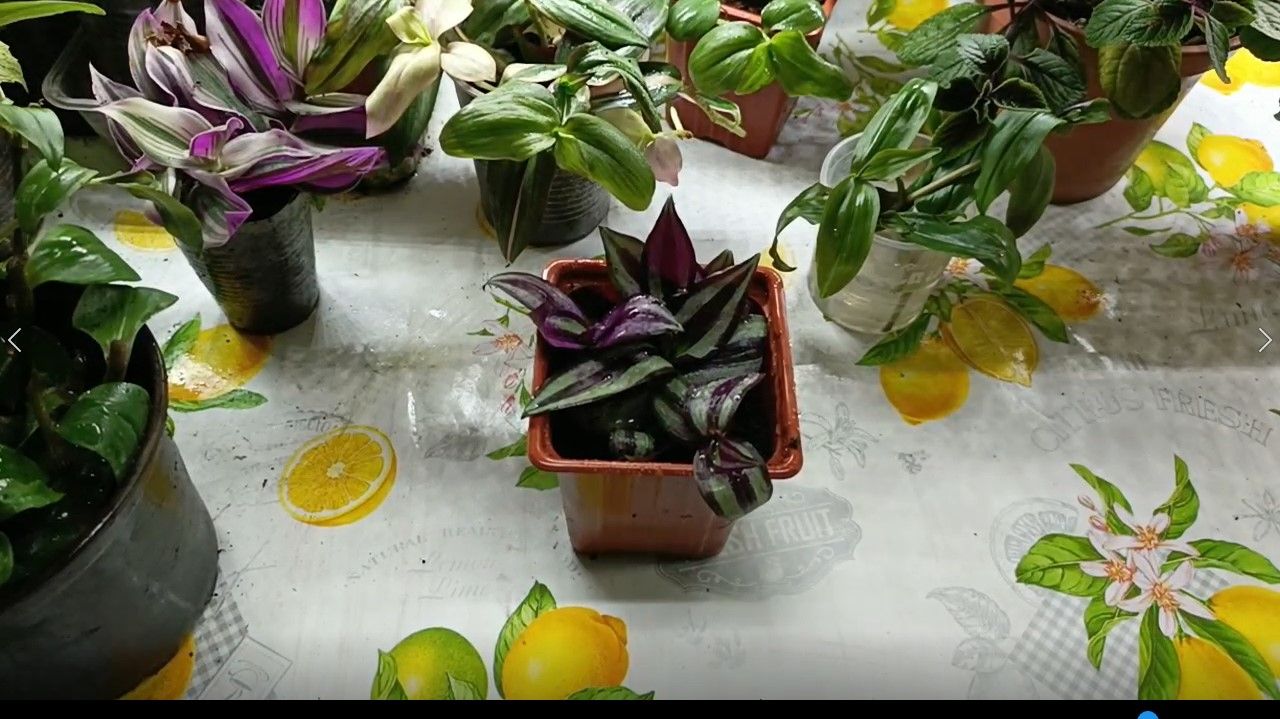 А я всё тружусь. Традесканции.