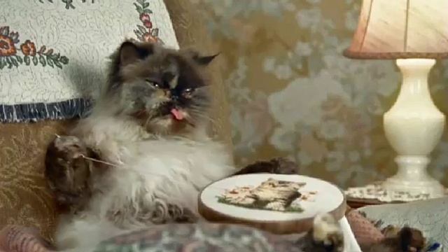 What If Cats Had Thumbs?