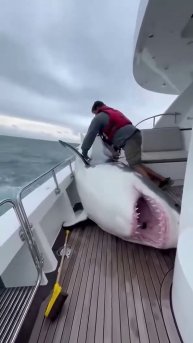 Акула на палубе