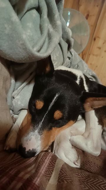 Спят мои мальчишки❤️Смотреть со звуком