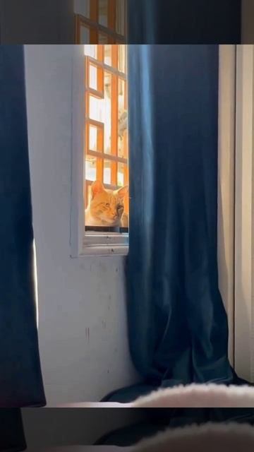 Жених зовёт гулять