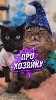 Про хозяйку😹 #котики #юмор #кошки