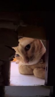 Вы скрываете у себя мышей, не так ли?👀