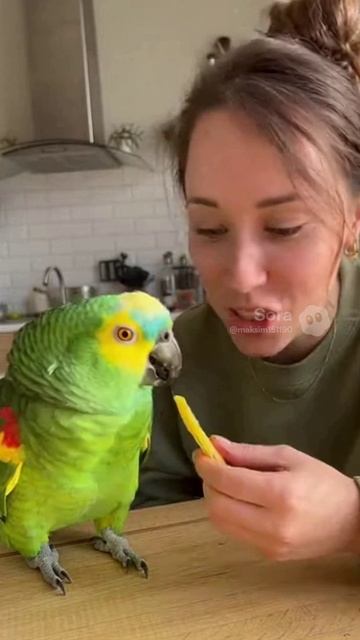 Урок с попугаем #sora #funny #ии #угар #pets #милота #cute #попугай #девушка #урок