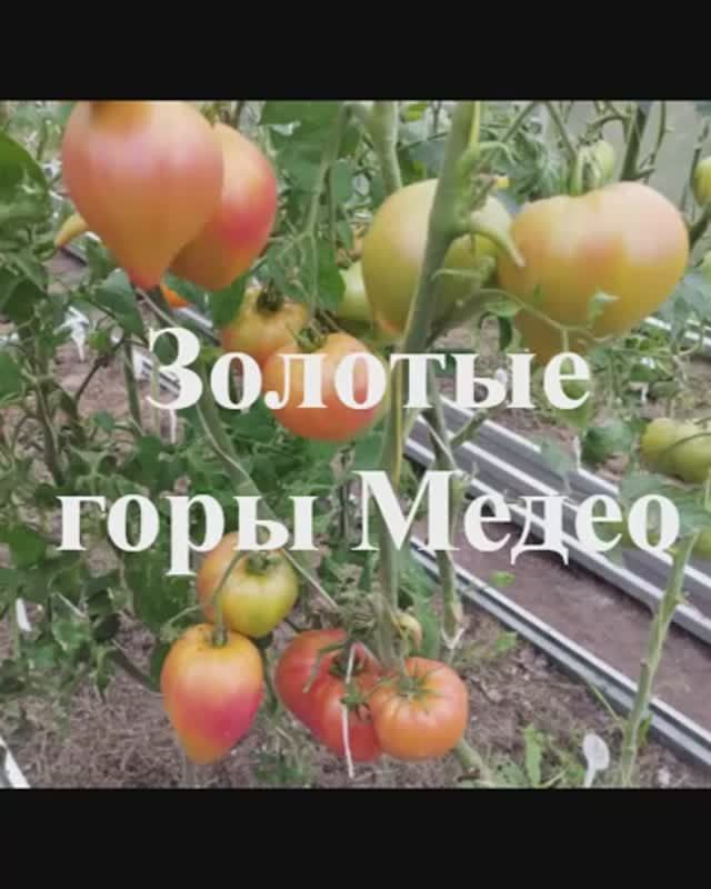 ПРЕДНОВОГОДНИЕ СКИДКИ на СЕМЕНА томатов. т. 89229284031