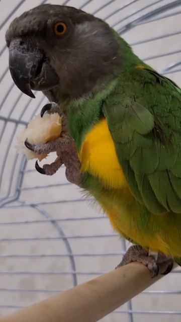 гоша попугай #попугай #попугайчик #птицы