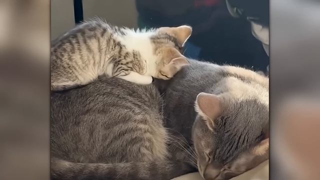 Ты не Поверишь Глазам! Случаи С Животными, Снятые на Камеру!