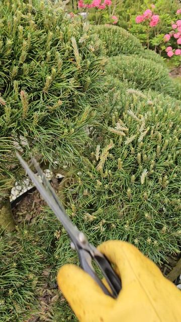 Кованые ножницы Senkichi для топиарных работ, 270 мм