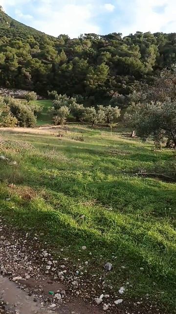 Греция. Перахора. Оливковый бизнес.