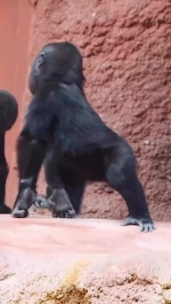 #животные #видео #Милые