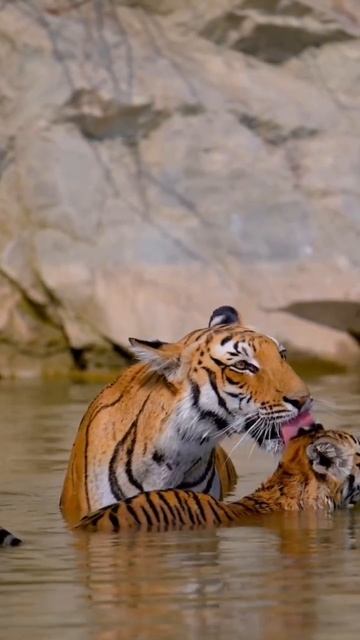 Мама-тигрица – это не только грозный хищник, но и невероятно заботливая мама