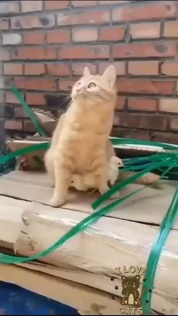 Видео от МЯУтаверс – как метавселенная, но с котами