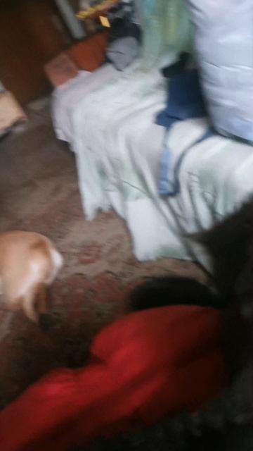 Капа заноза