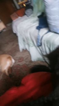 Капа заноза