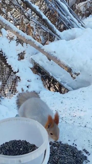 Прибежал, красавчик рыжий, семечки погрызть) 😍🥰