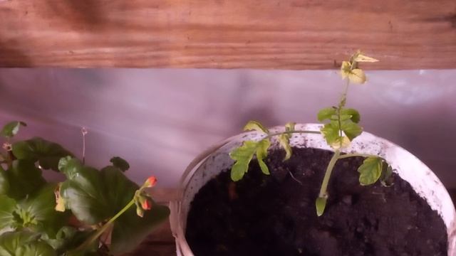 ГЕРАНЬ И ПОМИДОРЫ В ОДНОМ СТЕЛАЖЕ.