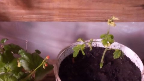 ГЕРАНЬ И ПОМИДОРЫ В ОДНОМ СТЕЛАЖЕ.