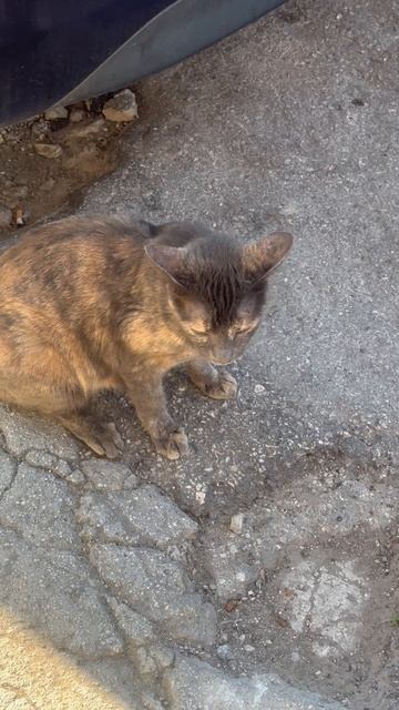 Что узнали о жизни в Греции