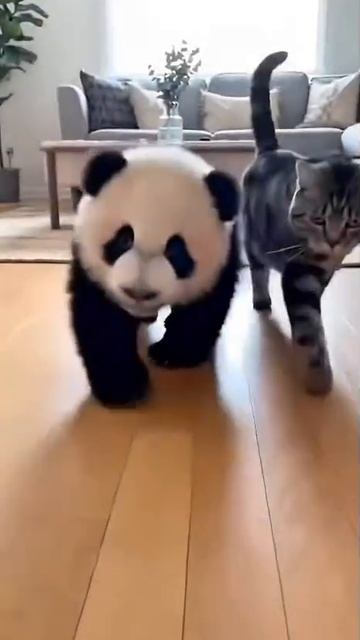 Кошка и панда
