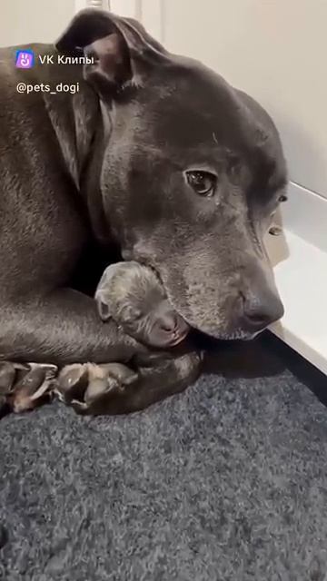 Сильнее и пронзительнее маминой любви не бывает!