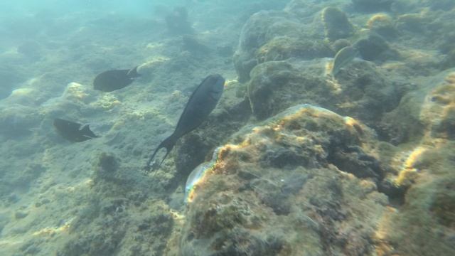 2025-11-18_150104 Рыбки Зебрасома и прочие