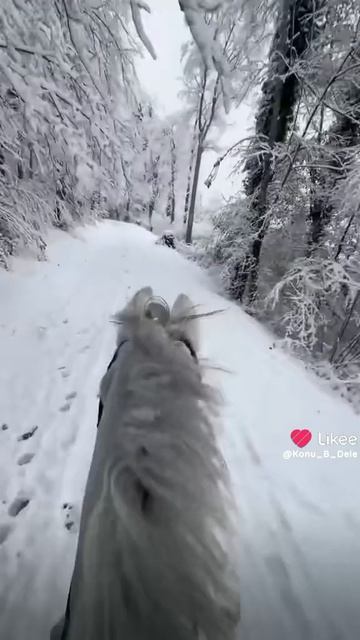 Зима и лошади//--