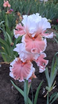 Ирис LOVELY LIVVY (T. Johnson, 2023).mp4