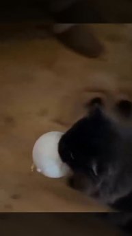 Извинити, но шар конфискуетсо😏