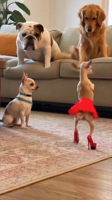 #приколы #юмор #прикол #смешно #собаки #собака #щенок #щенки #топ #топчик #роликдня #видеодня #лучше