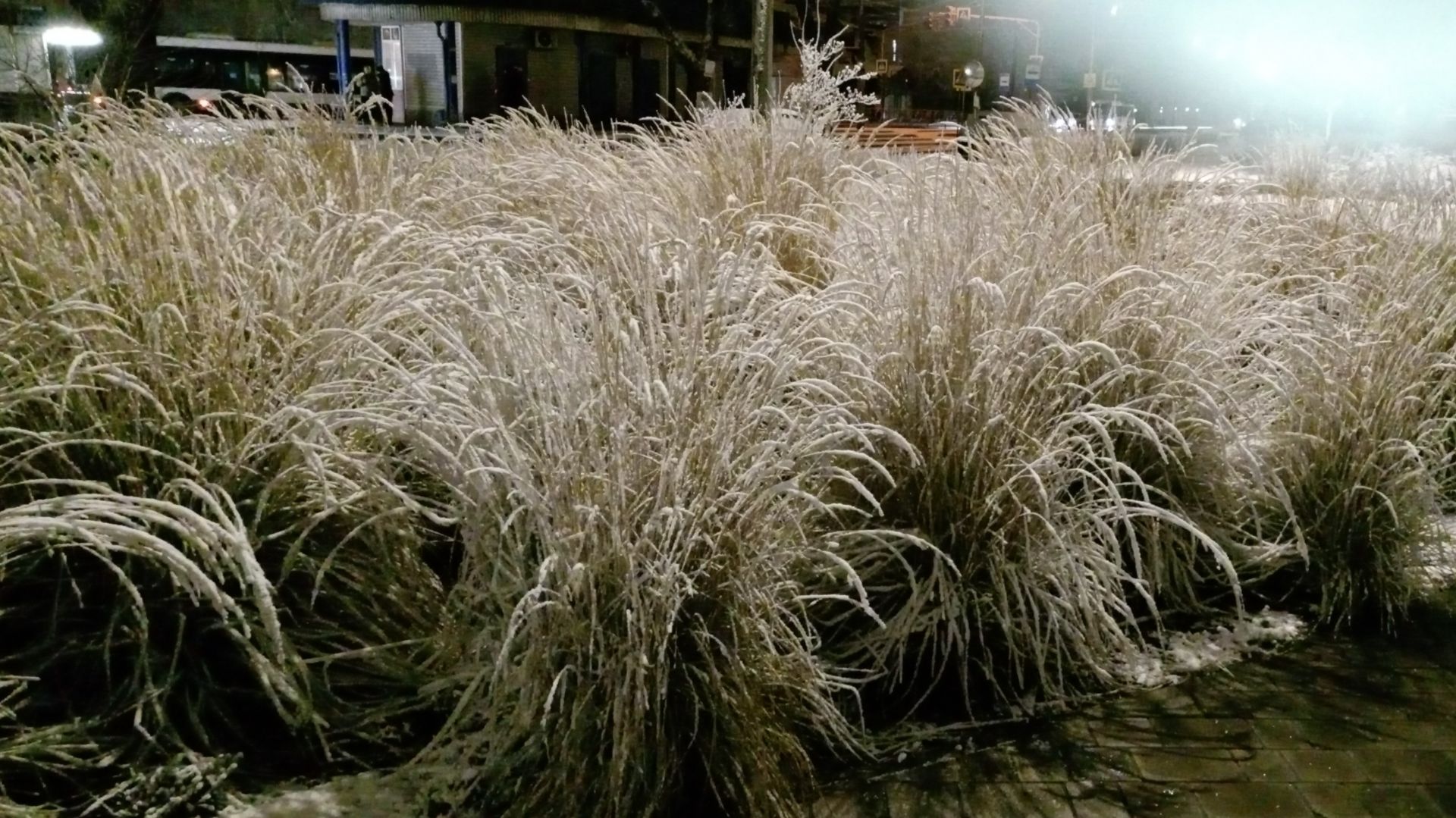 Вот такая красота нас утром встречала у работы.