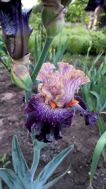 Ирис ALL IN VEIN (T. Johnson 2021).mp4