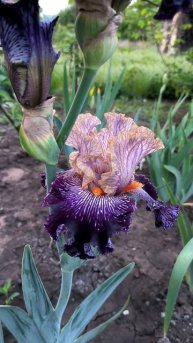 Ирис ALL IN VEIN (T. Johnson 2021).mp4