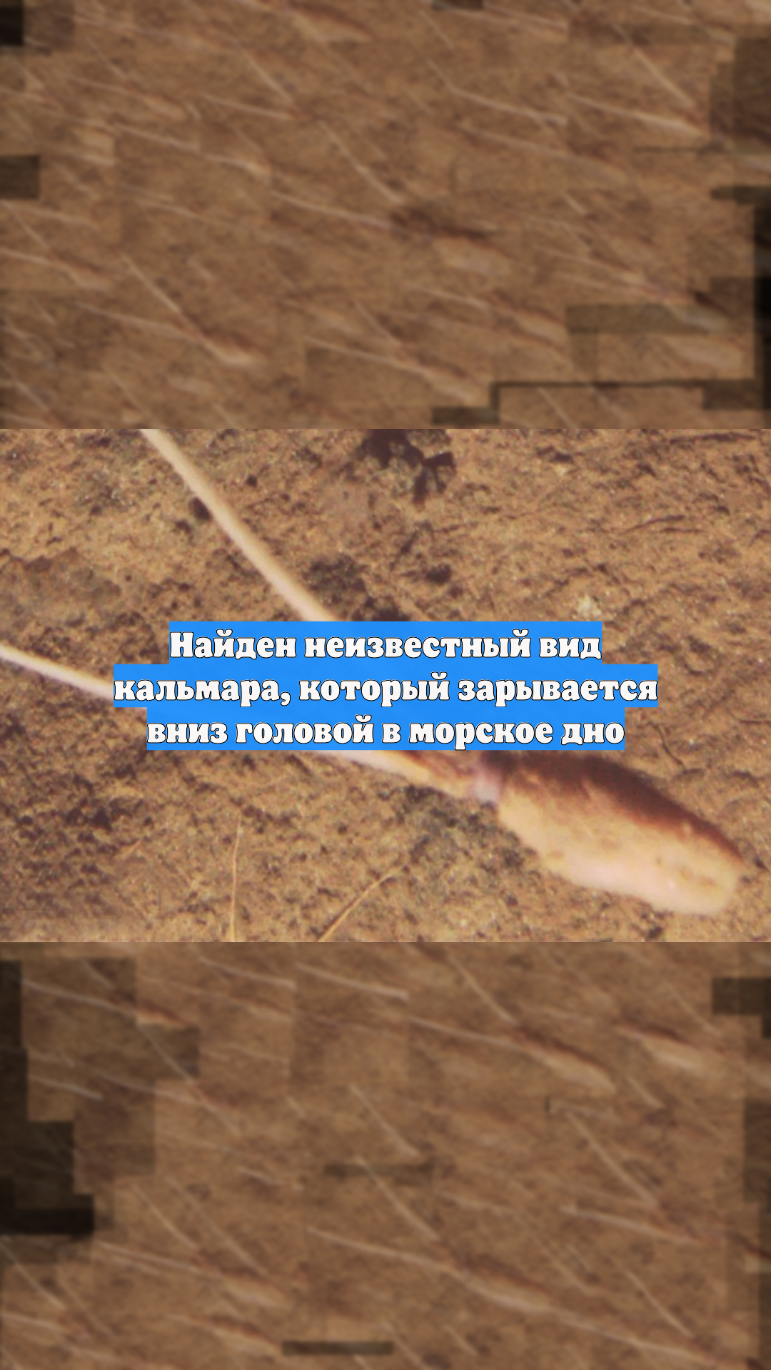 Найден неизвестный вид кальмара, который зарывается вниз головой в морское дно