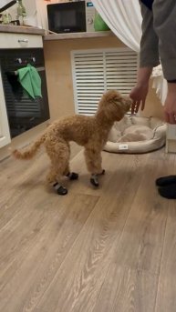 Первые шаги в тапках для улицы