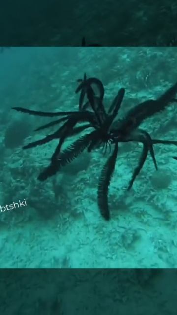 Хотели бы таких на спиннинг половить? Морские лилии — удивительные существа с океанского дна..