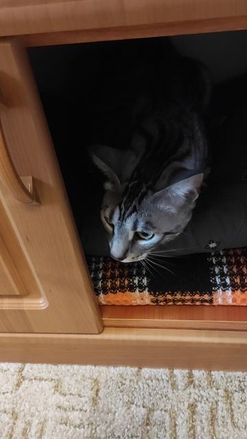 ищем кота в любимых местах