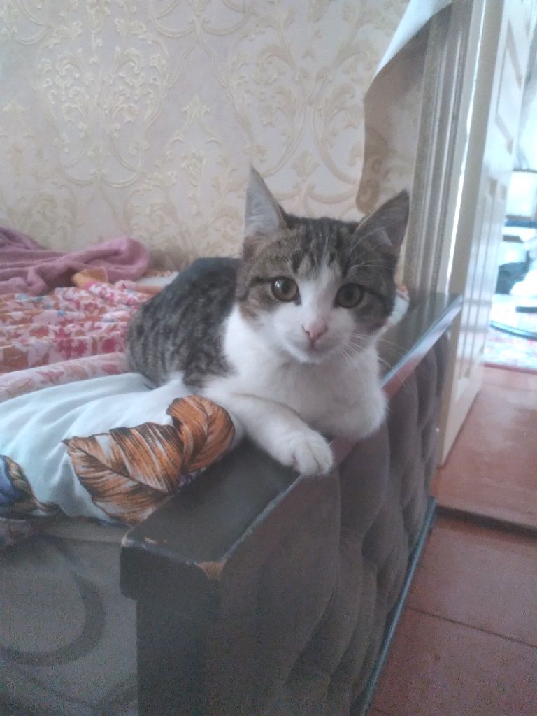 тест телефонов