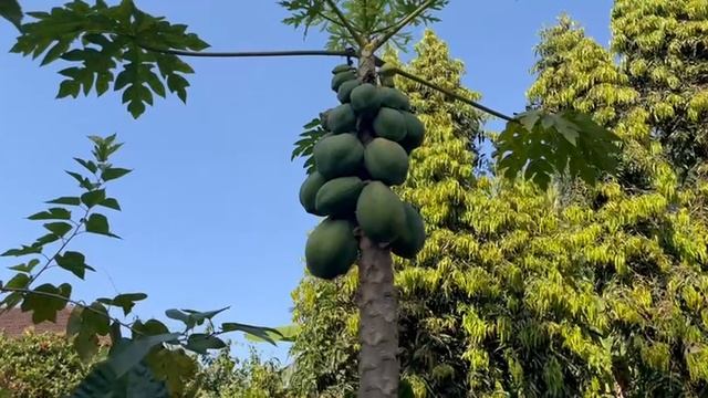 Как растёт папайя