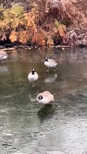 Когда на улице гололёд🦆🦆🦆